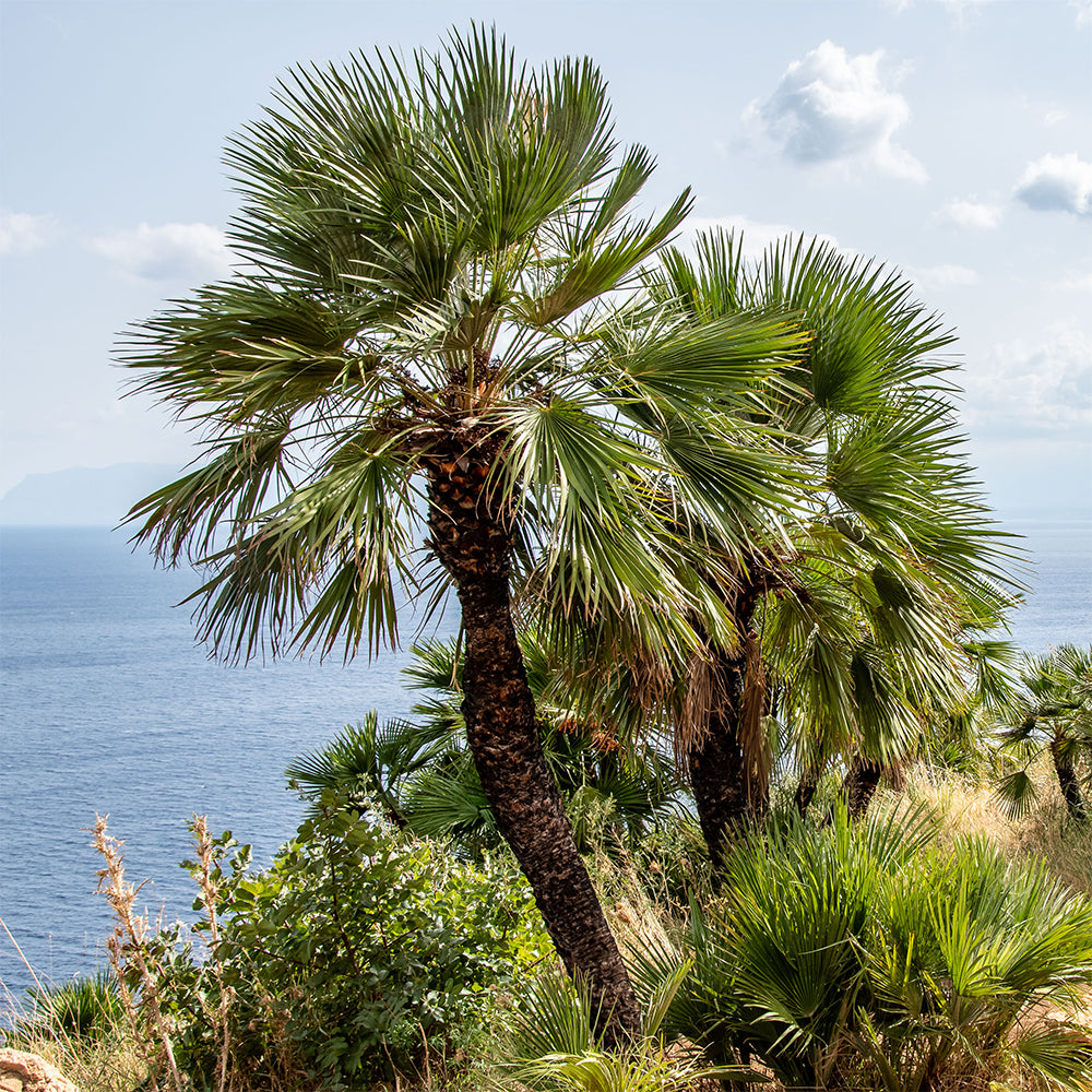 Chamaerops humilis - Palmier nain de Méditerranée - Palmiers