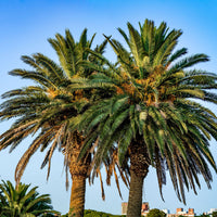 Vente Palmier des Canaries