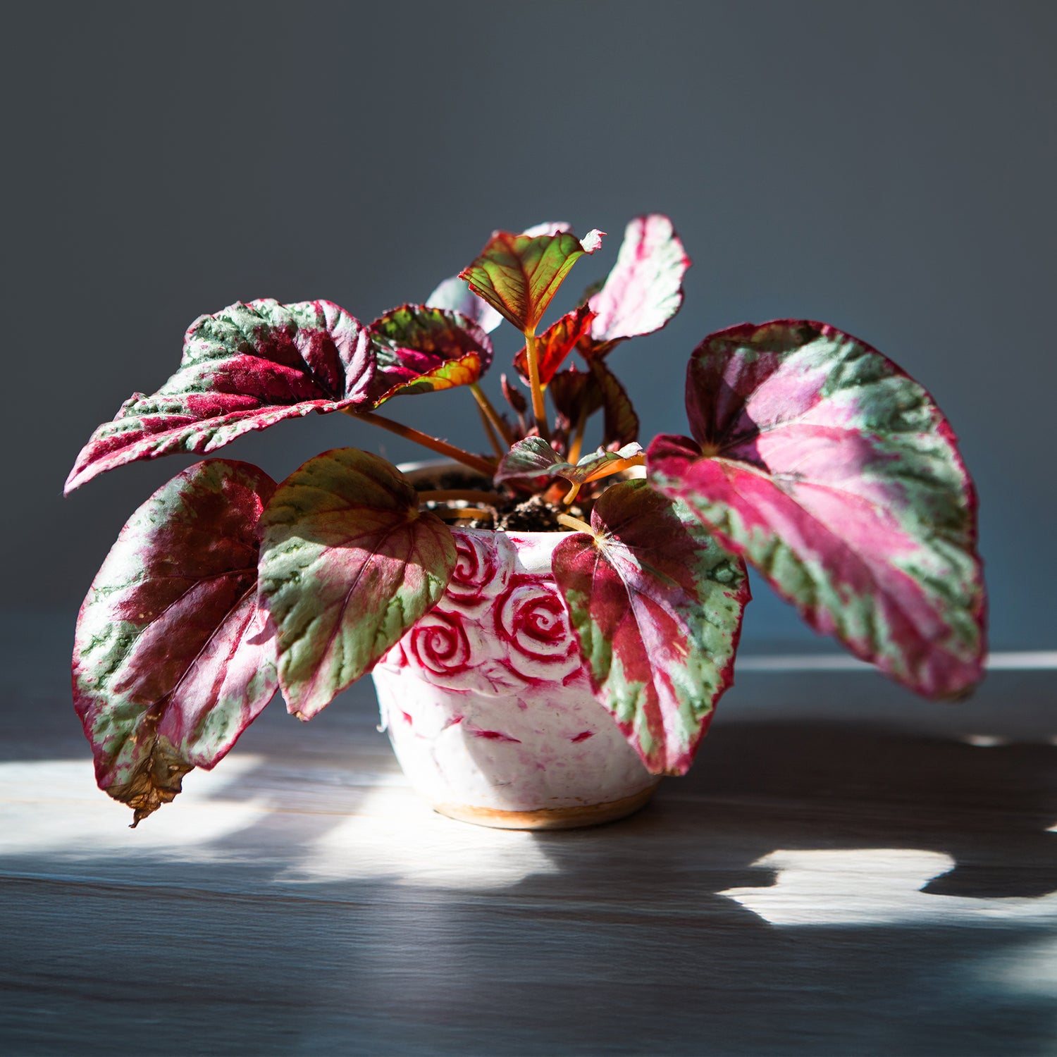 Begonia rex - Bégonia rex