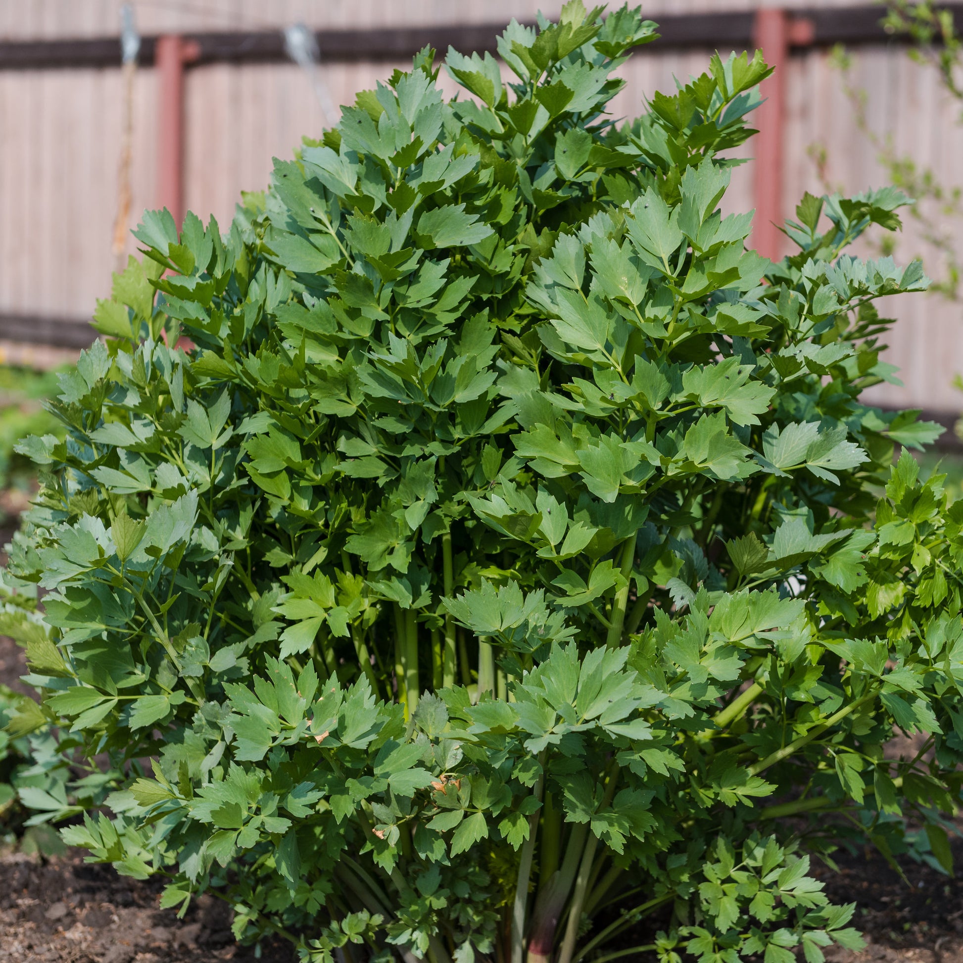 Plants d'aromatiques - Livèche - céleri perpétuel - Levisticum officinalis