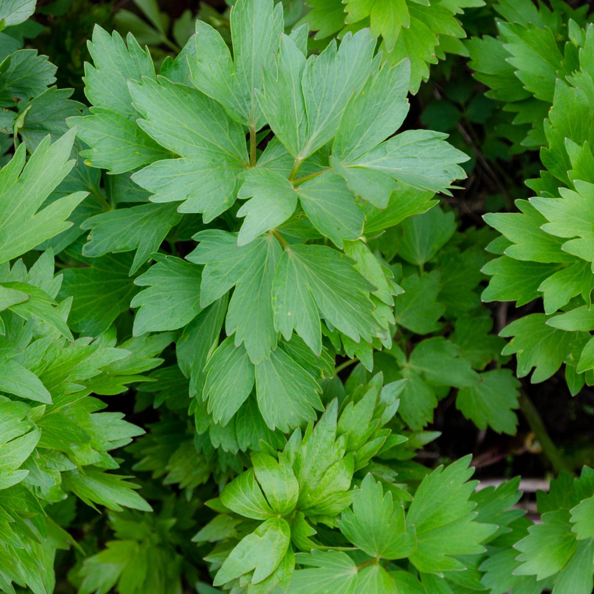 Vente Livèche - céleri perpétuel - Levisticum officinalis