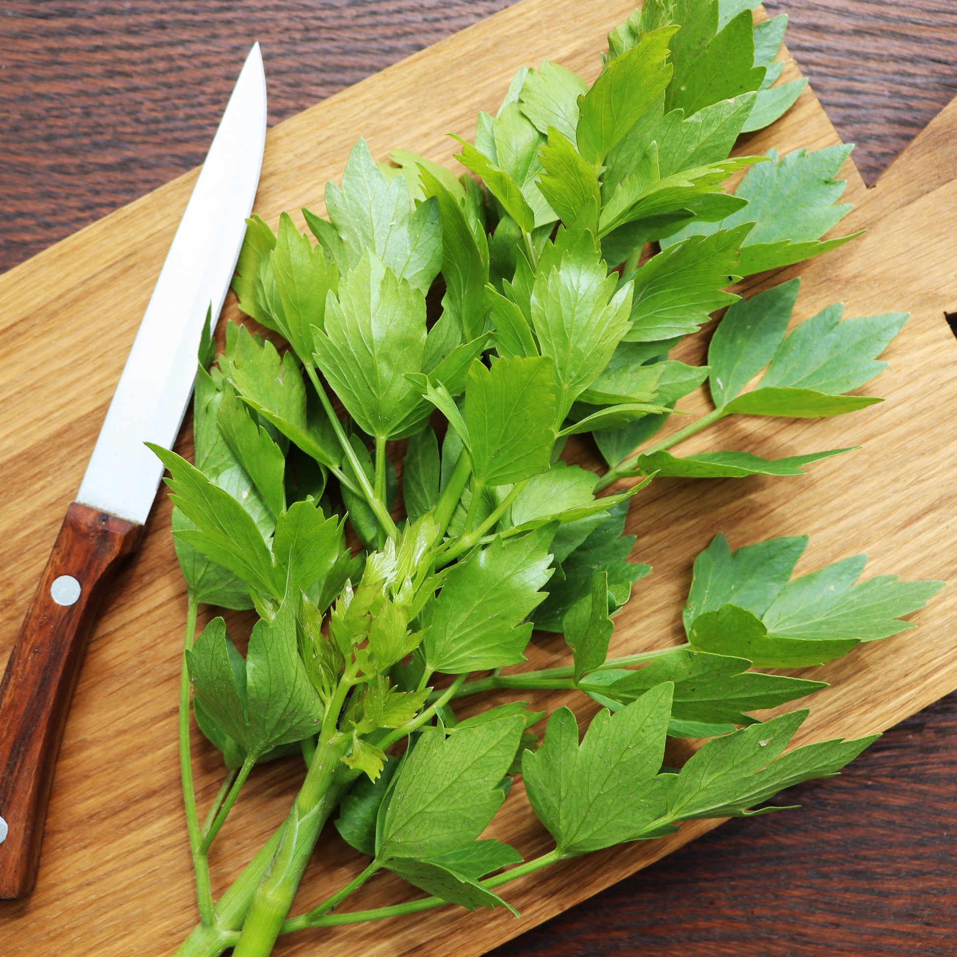 Levisticum officinalis - Livèche - céleri perpétuel - Plants d'aromatiques