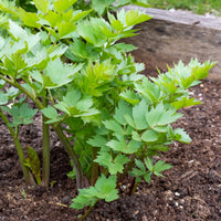 Vente Livèche - céleri perpétuel