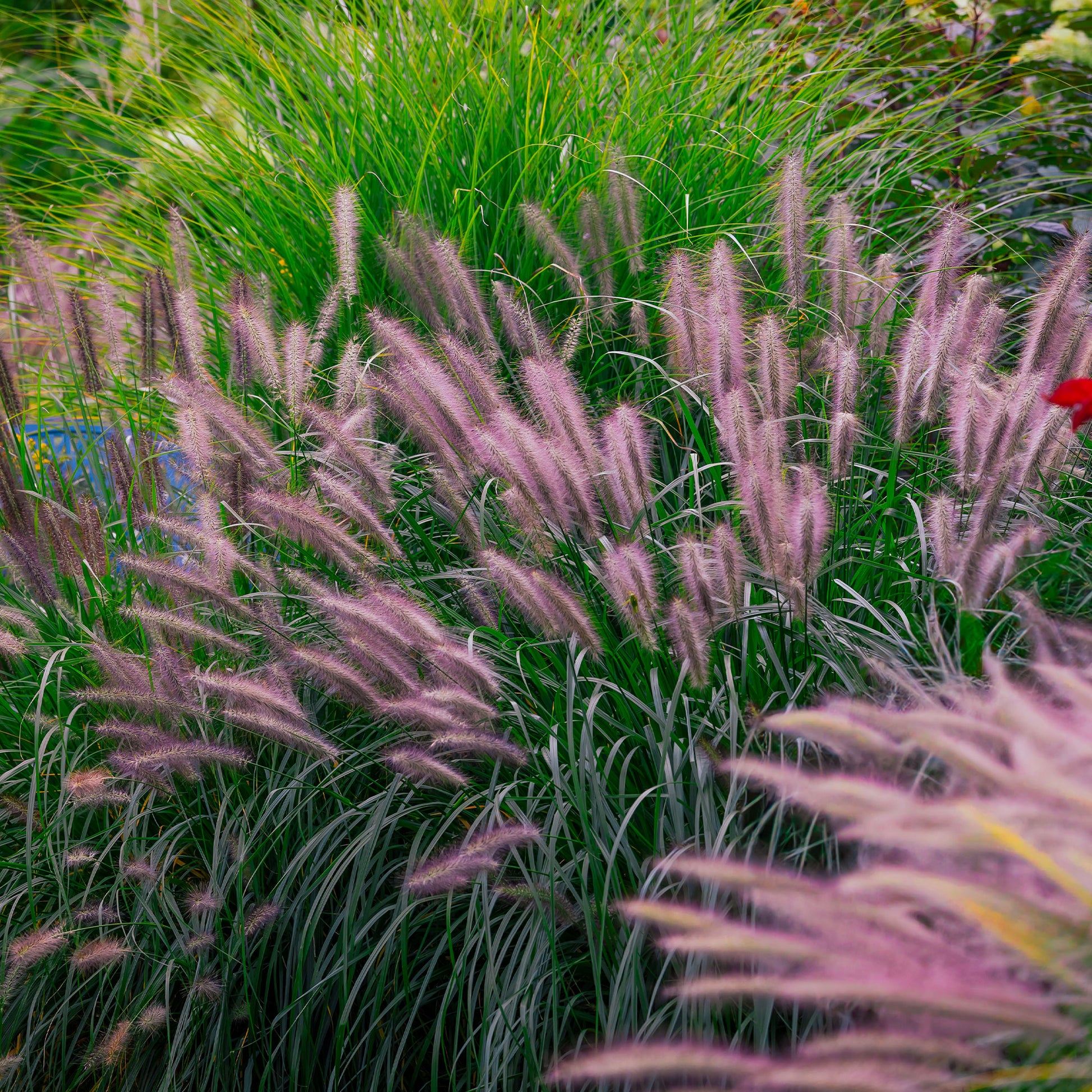 Vente Pennisetum 'Red Head' - Pennisetum alopecuroides red head
