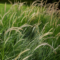 Pennisetum 'Fairy Tails' - Pennisetum orientale Fairy Tails - Bakker