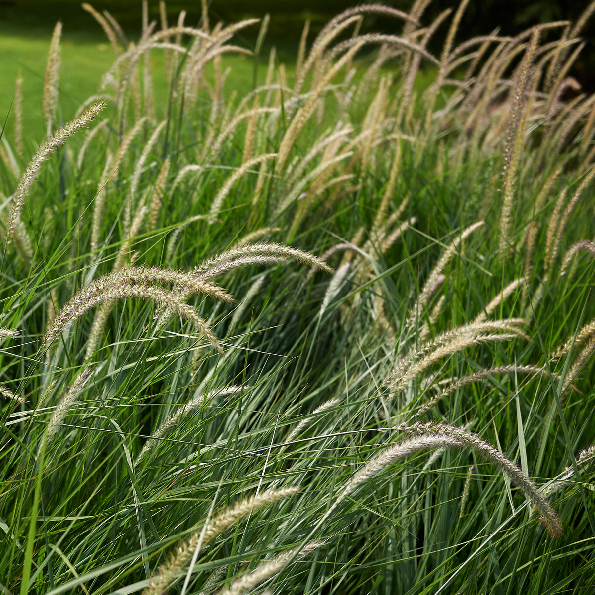 Pennisetum orientale Fairy Tails - Pennisetum 'Fairy Tails' - Pennisetum