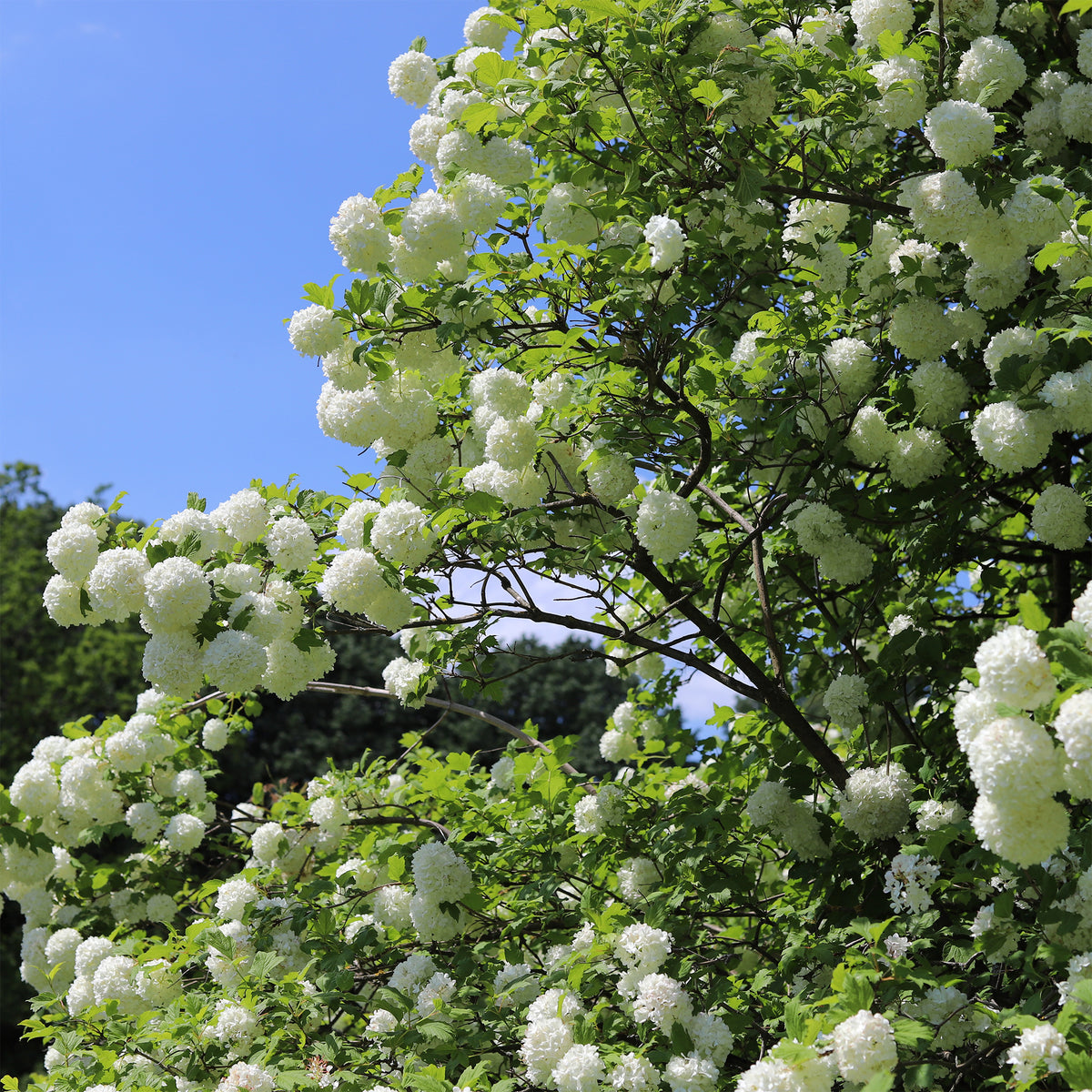 Vente Viorne Boule de Neige - Viburnum opulus Roseum