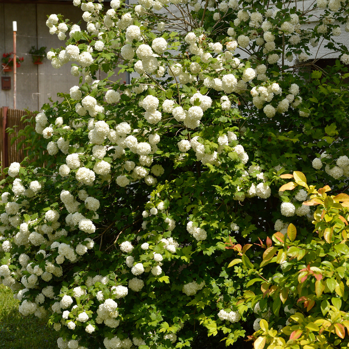 Vente Viorne Boule de Neige
