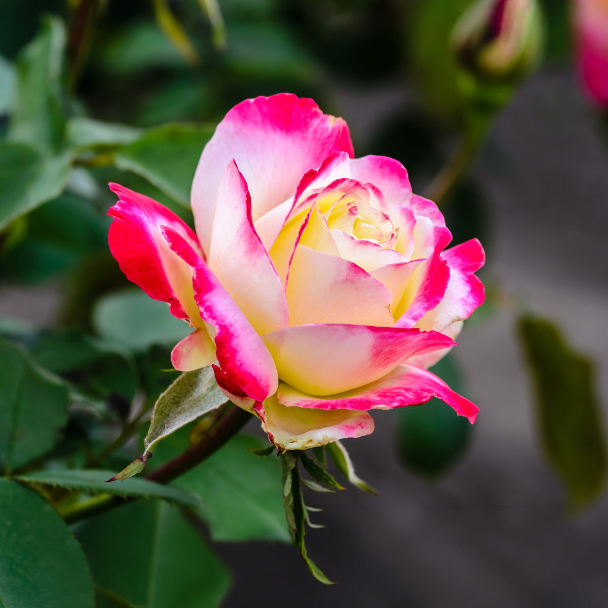 Rosa Double Delight - Rosier buisson Double Delight - Rosiers