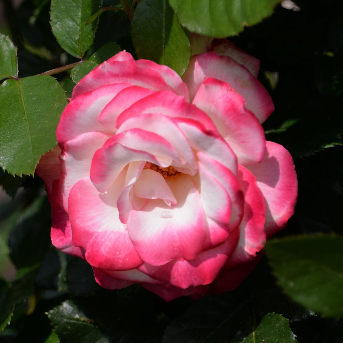 Vente Rosier buisson Double Delight - Rosa Double Delight