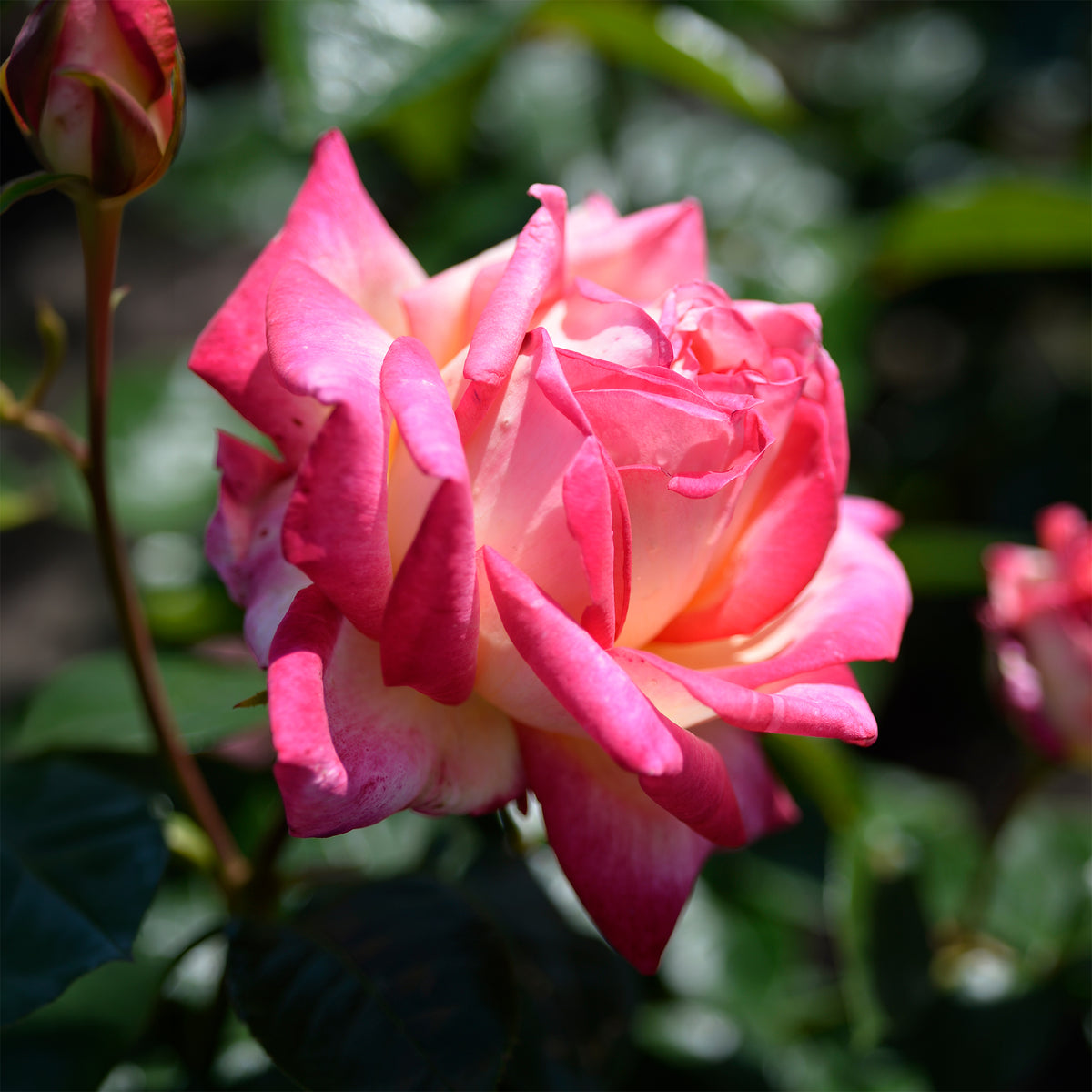 Rosier buisson Double Delight - Rosiers - Bakker