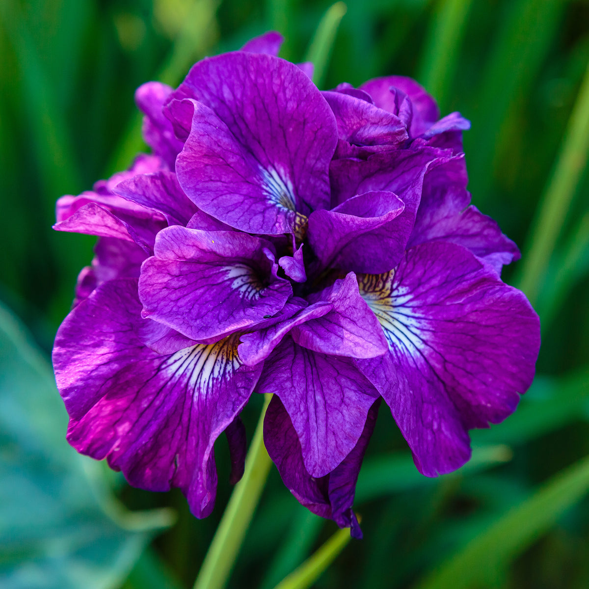 Iris sibirica Double Standard - Iris Double Standard - Iris de Sibérie