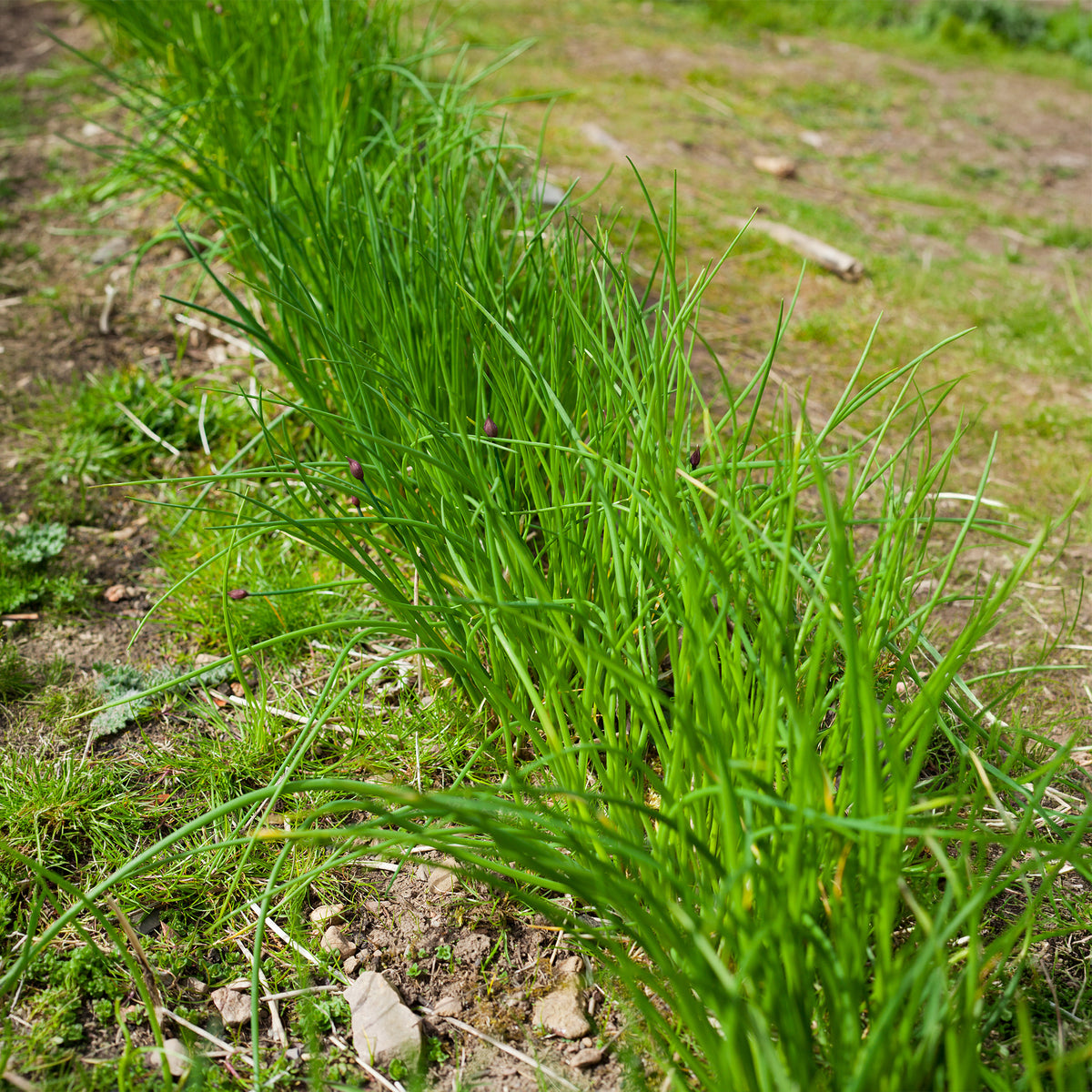 Ciboulette grosse feuilles Staro Bio
