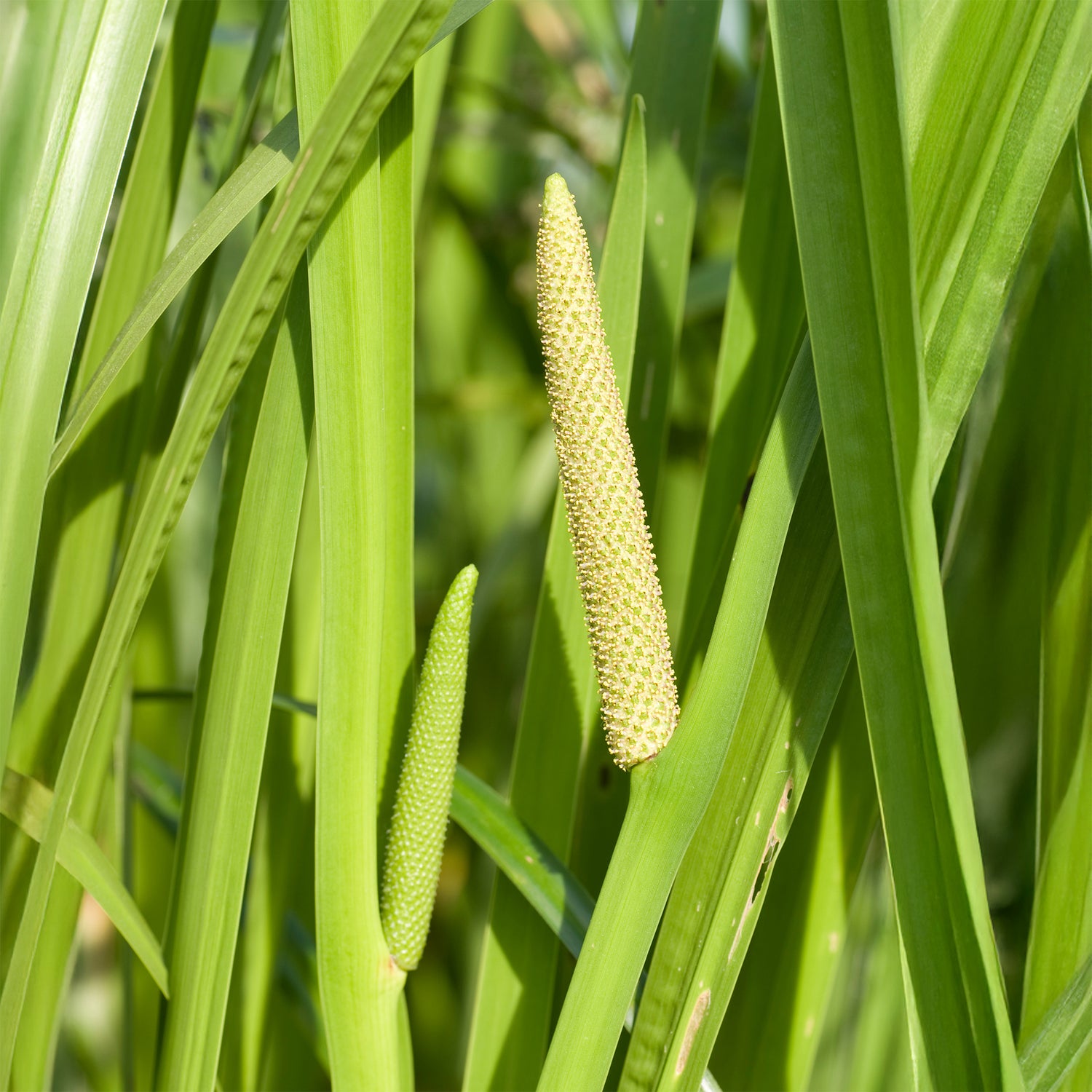 Acorus calamus - Acore odorant