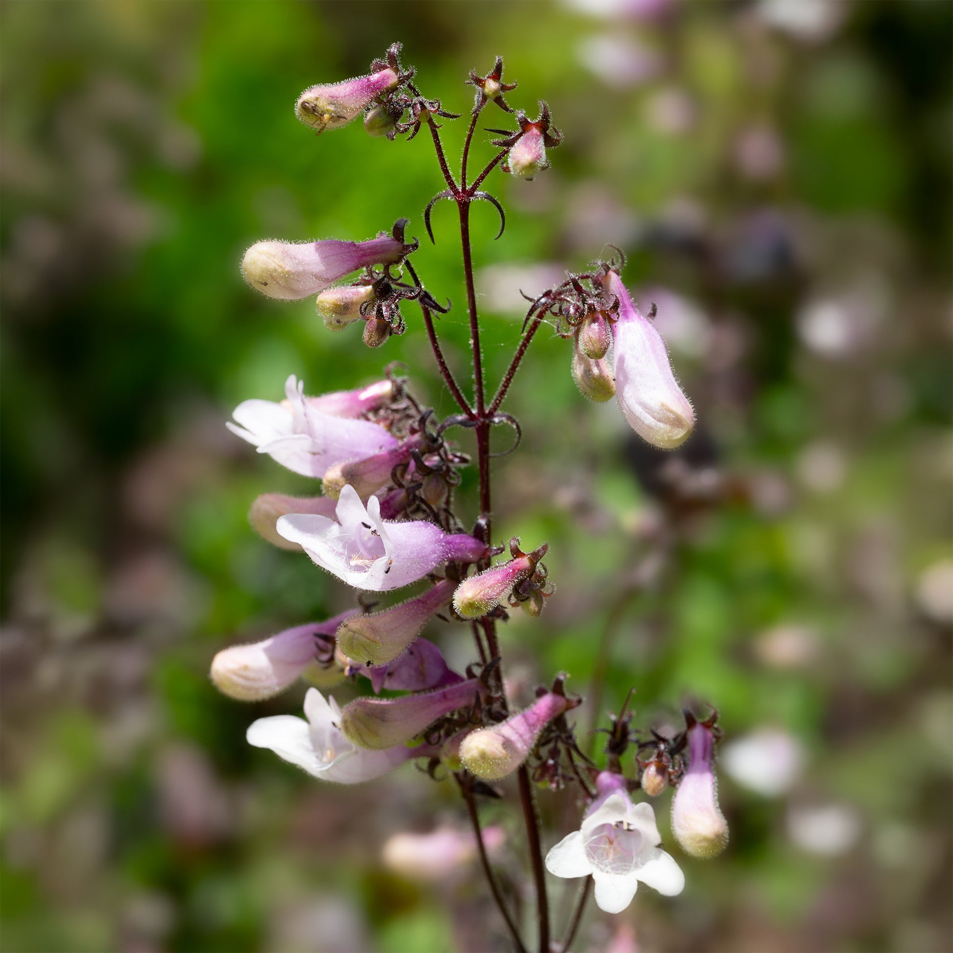 Galane Dark Towers - Penstemon - Penstemon digitalis husker red - Bakker