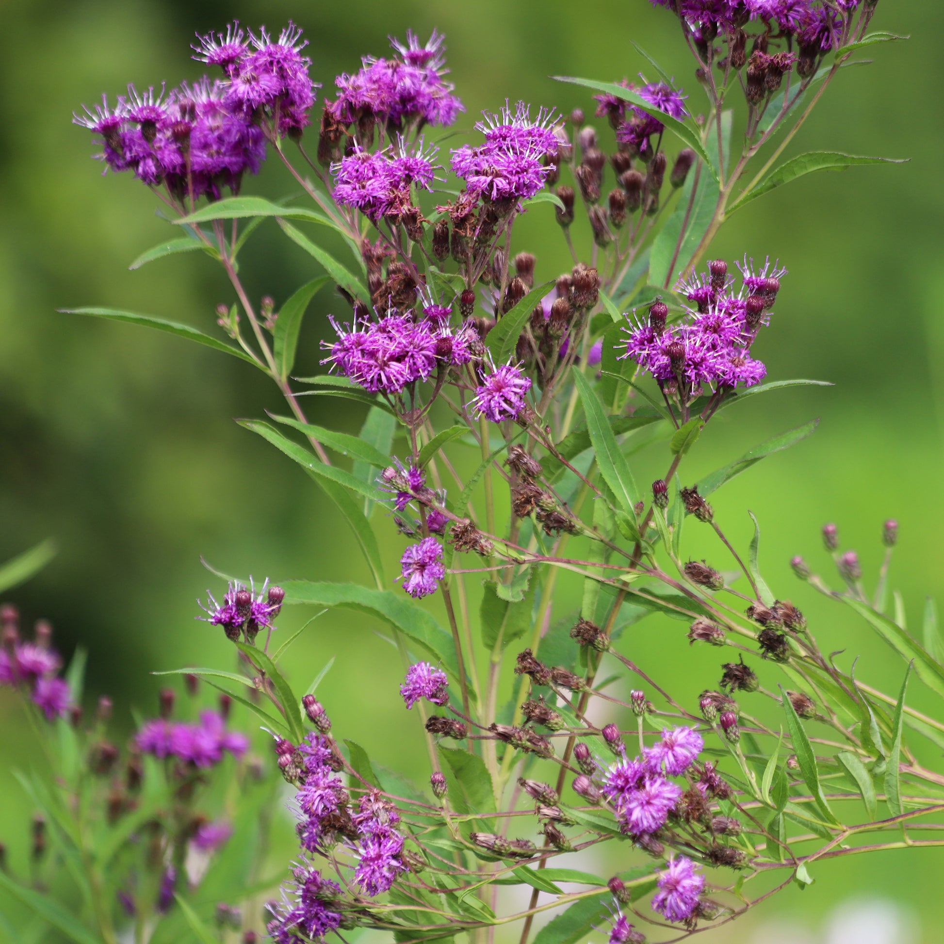 Vernonie Mammuth - Vernonia crinita mammuth - Bakker