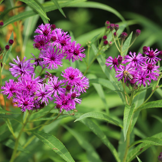 Vernonie Mammuth - Bakker