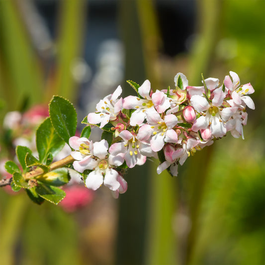 Escalonia Apple Blossom - Bakker