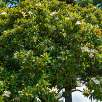 Magnolia grandiflora Alta - Bakker