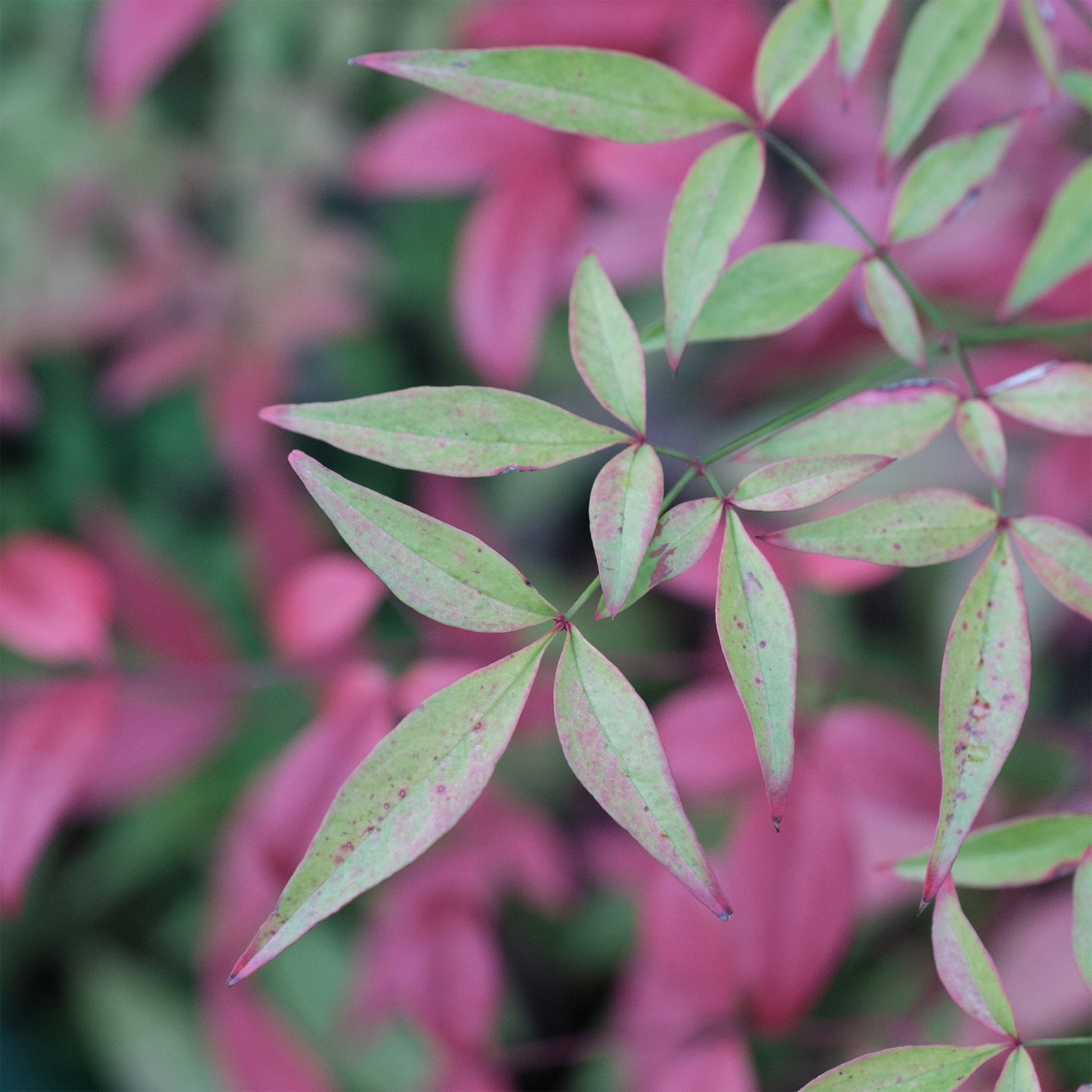 Bambou sacré nain Flirt - Nandina domestica Flirt Murasaki - Bakker