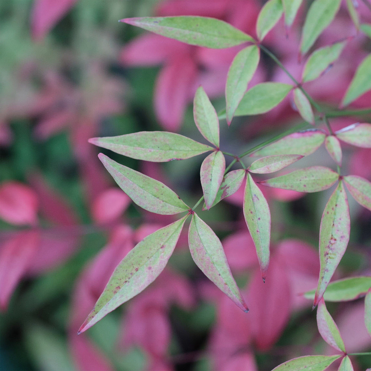 Bambou sacré nain Flirt - Nandina domestica Flirt Murasaki - Bakker