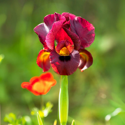 Iris de Louisiane Ann Chowning - Bakker