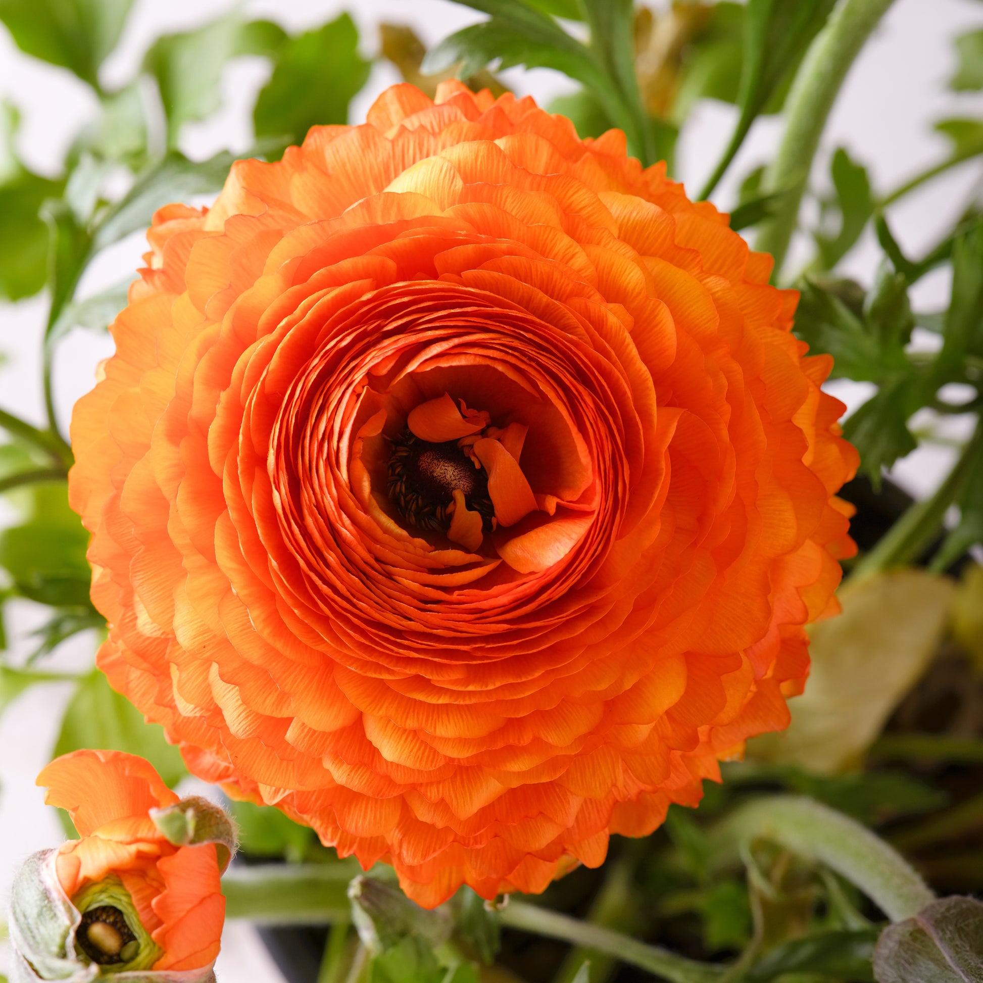 Ranunculus Orange Flame - 10 Renoncules Orange Flame - Bulbes de Renoncule