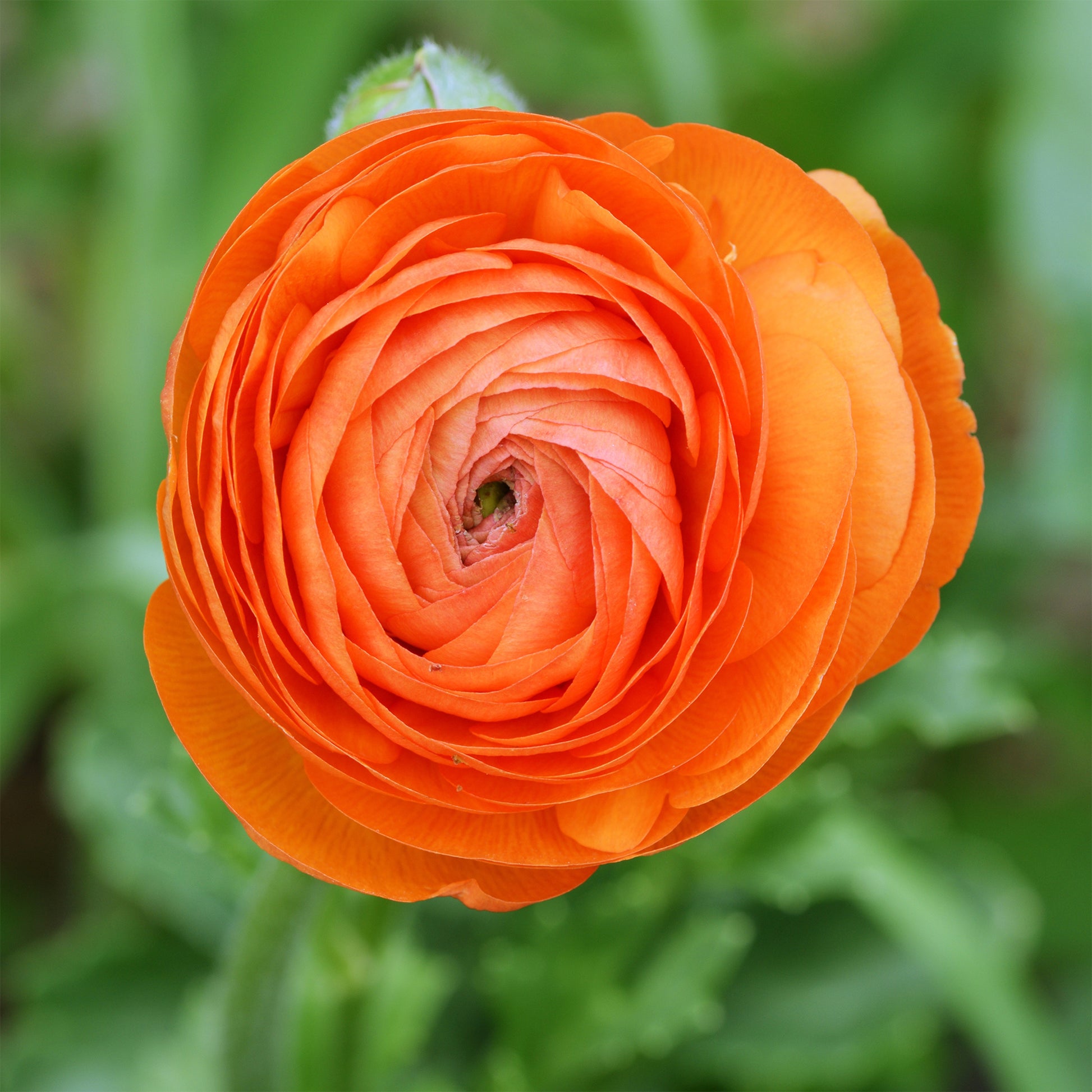 10 Renoncules Orange Flame - Ranunculus Orange Flame - Bakker