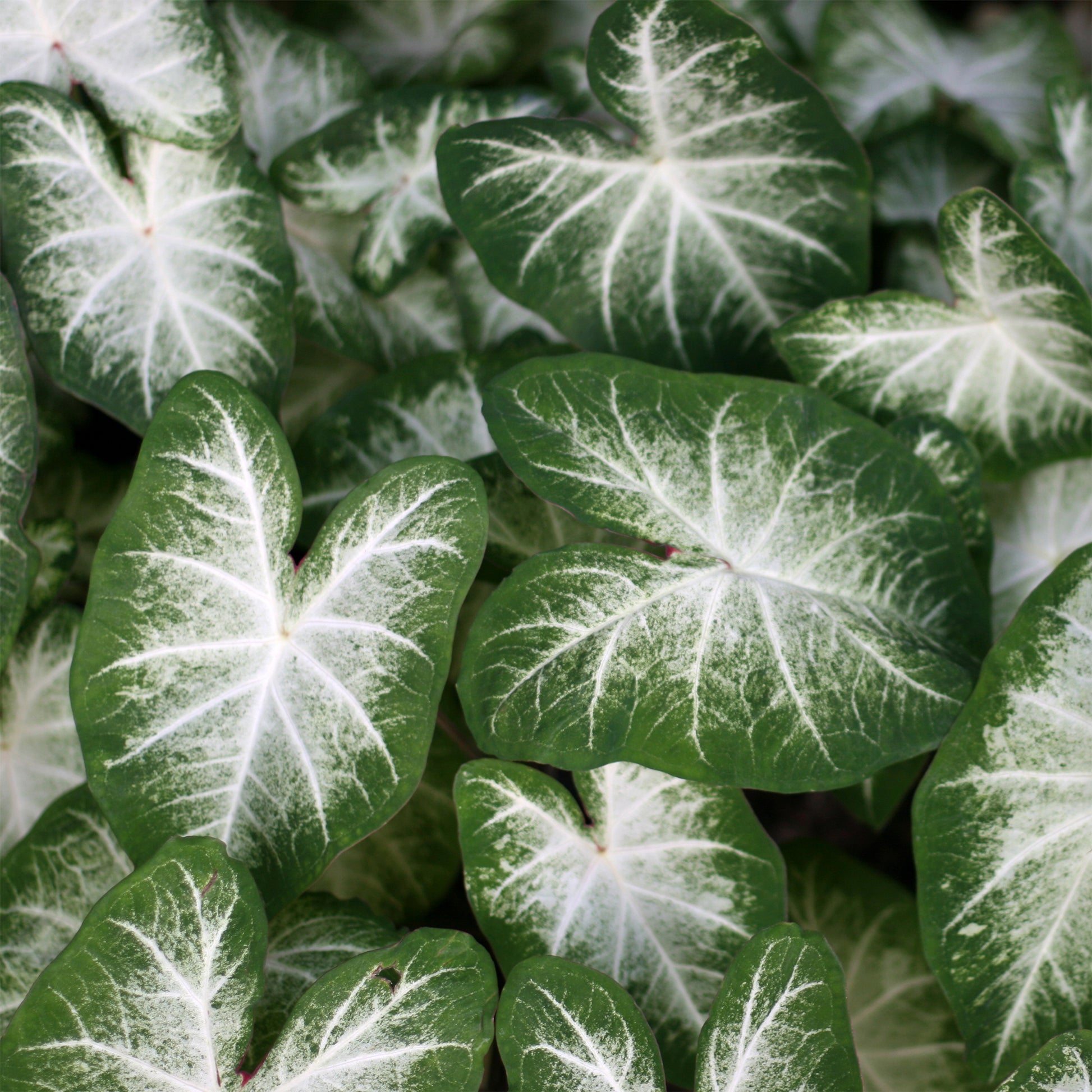 Caladium Aaron - Bakker