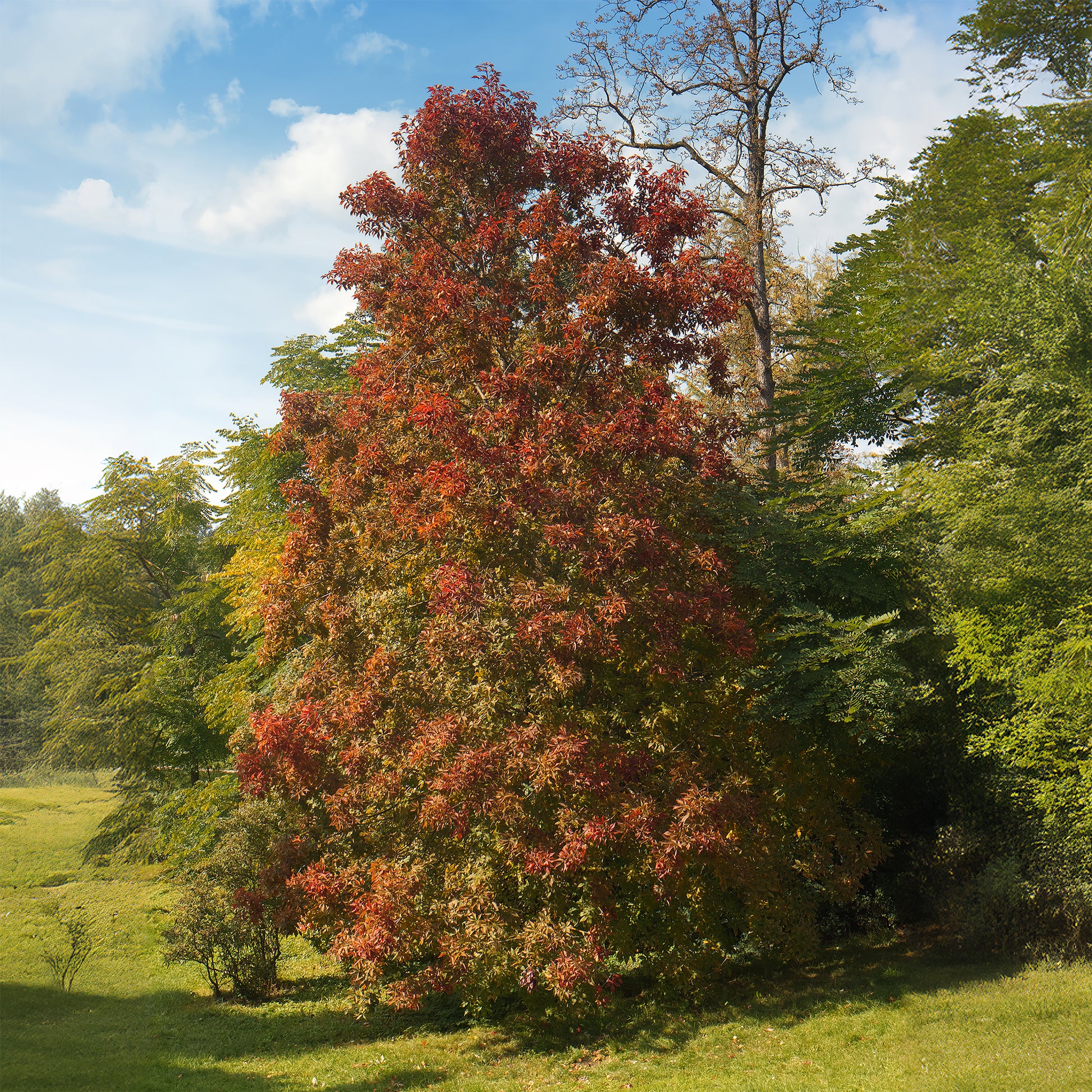 Nyssa sylvatica - Tupélo noir - Nyssa sylvatica - Arbres