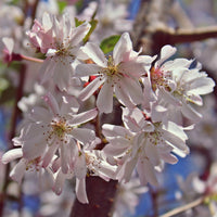 Prunus subhirtella Autumnalis Rosea - Cerisier à fleurs du Japon Autumnalis Rosea - Cerisiers du Japon