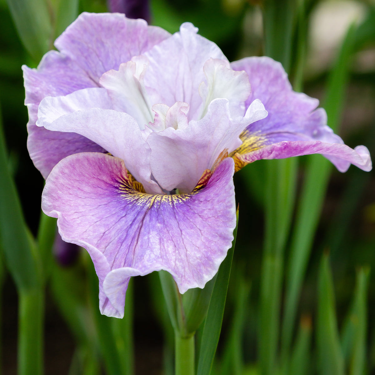 Iris sibirica Dance Ballerina Dance - Iris de Sibérie Dance Ballerina Dance - Iris de Sibérie