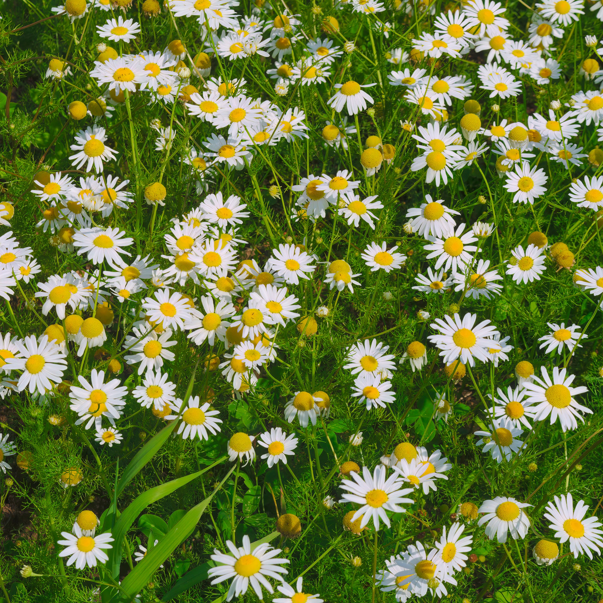 Camomille rampante - Pyrèthre gazonnant - Bakker