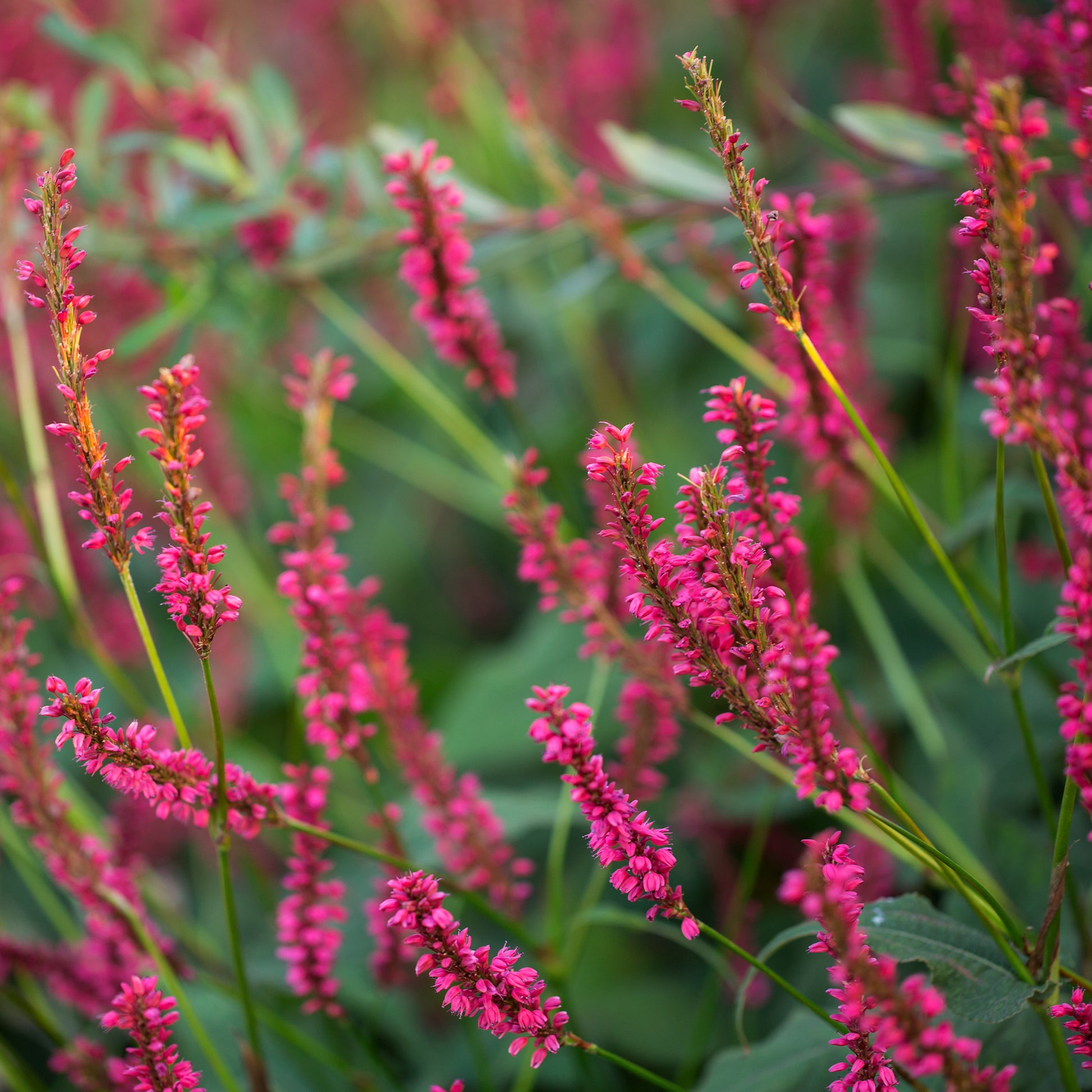 Renouée Amethyst Summer - Persicaire - Bakker