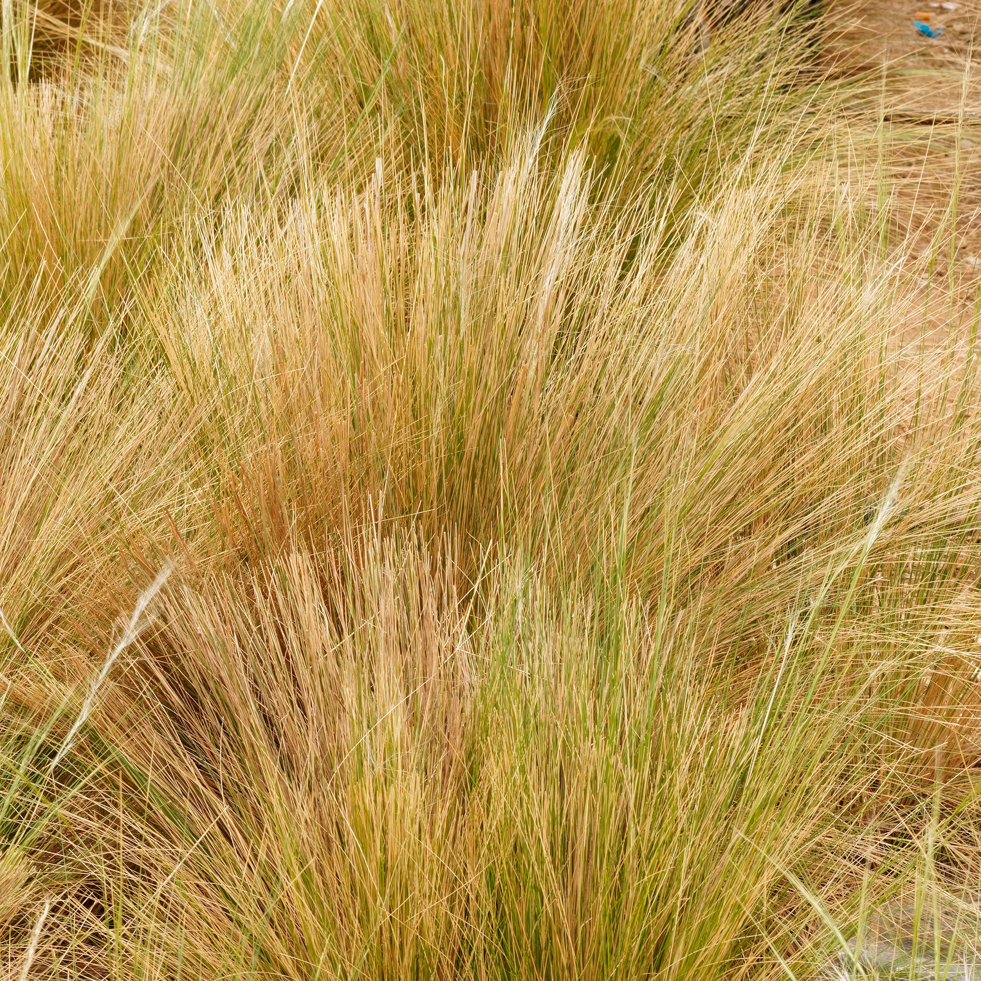 Stipe à feuilles dentées - Bakker