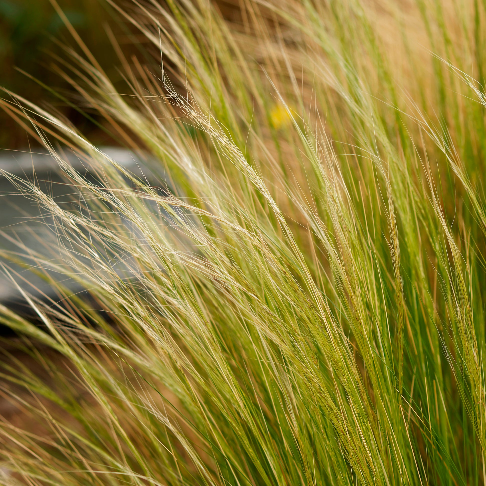 Stipe à feuilles dentées - Stipa trichotoma Palomino - Bakker