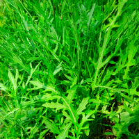 Diplotaxis tenuifolia Wildfire - Roquette Wildfire (Wasabi) - Graines de salades