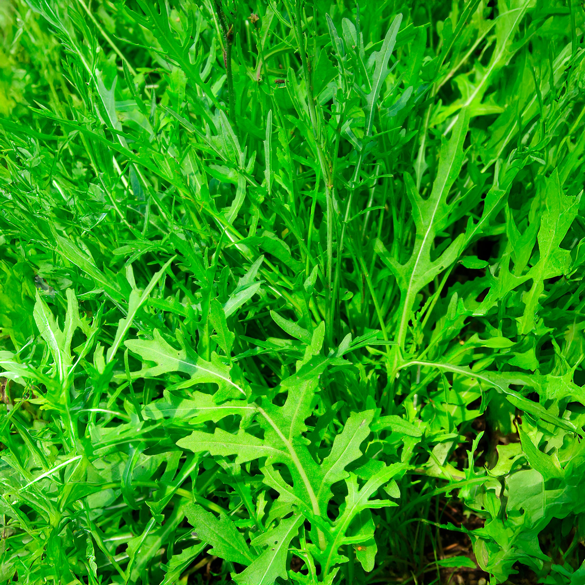 Diplotaxis tenuifolia Wildfire - Roquette Wildfire (Wasabi) - Graines de salades