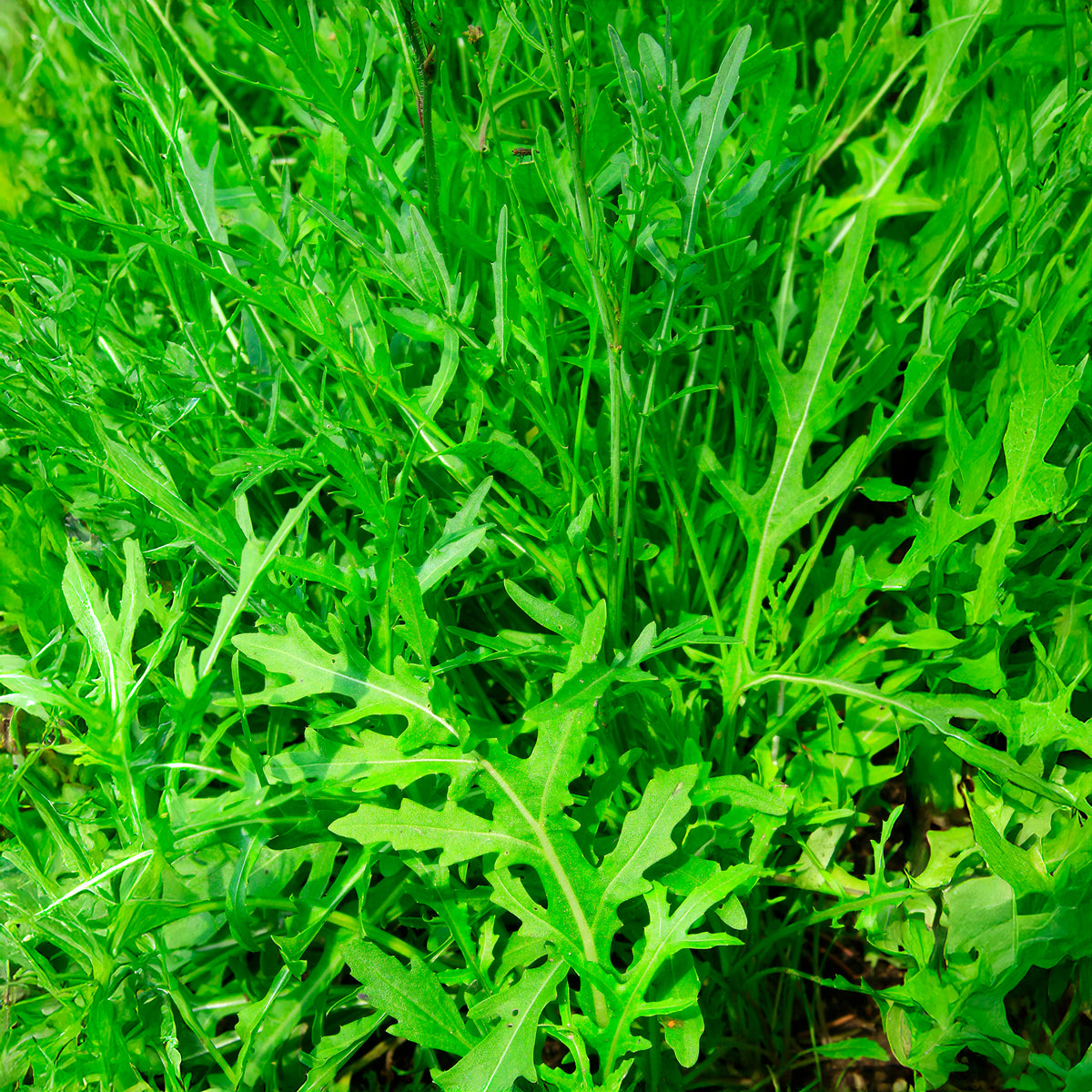 Diplotaxis tenuifolia Wildfire - Roquette Wildfire (Wasabi) - Graines de salades