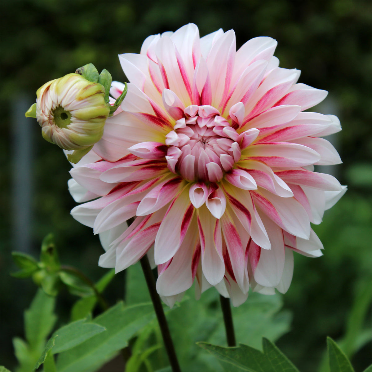 Dahlia Caribbean Fantasy - Dahlia Caribbean Fantasy - Bakker