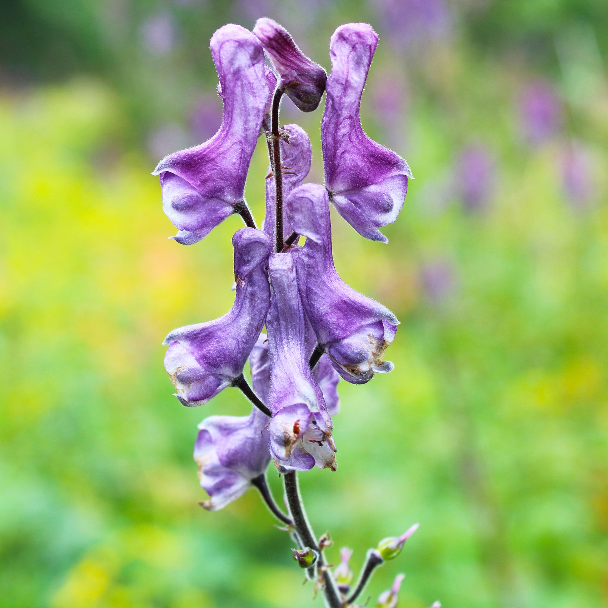Aconit Purple Sparrow - Aconitum hybride purple sparrow - Bakker
