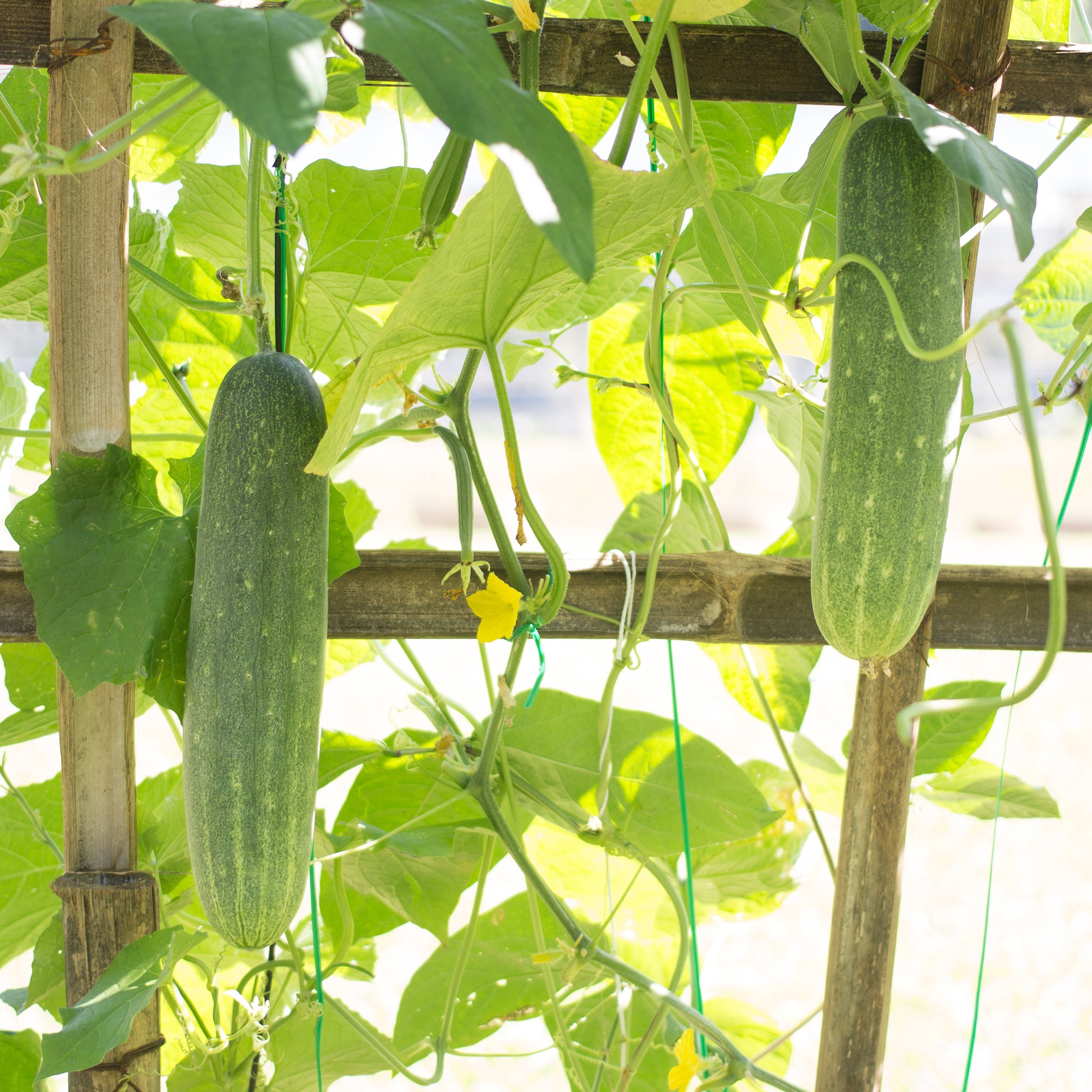 Concombre  'Johanna' - Cucumis sativus 'johanna' - Bakker