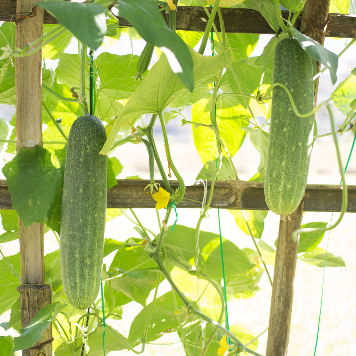Concombre  'Johanna' - Cucumis sativus 'johanna' - Bakker