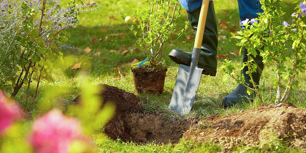 Ne manquez pas la meilleure saison pour planter !