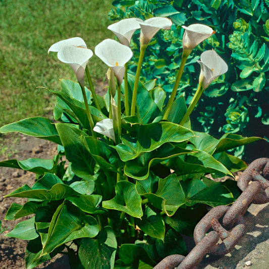 Arum blanc - Calla - Bakker