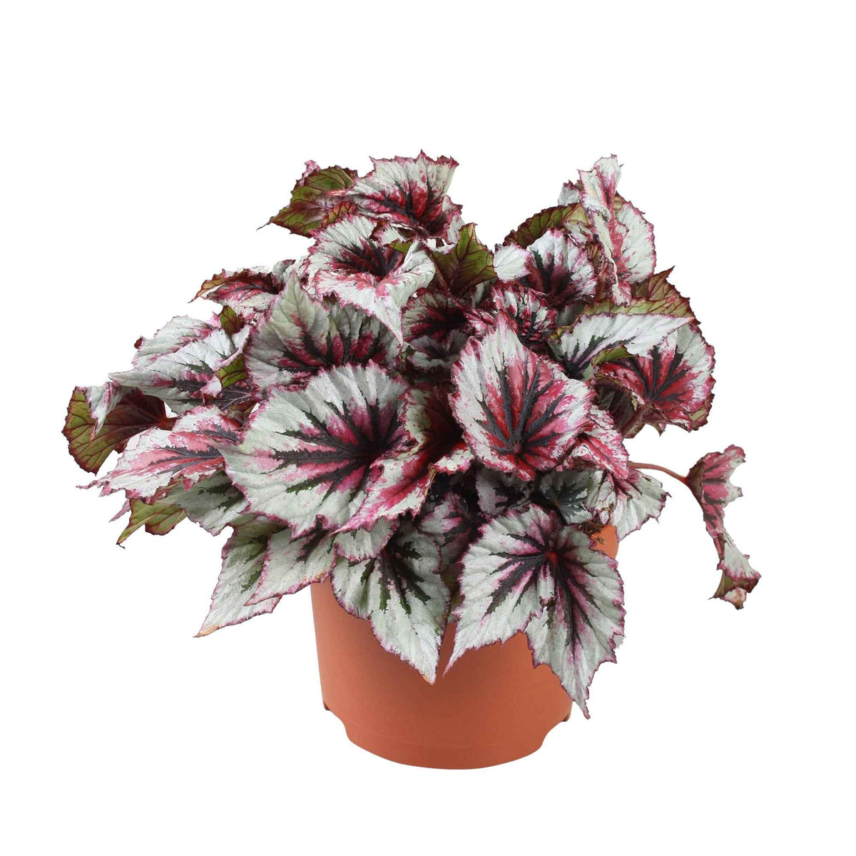 Begonia beleaf evening glow - Bégonia Begonia 'Evening Glow' - Plantes vertes d'intérieur