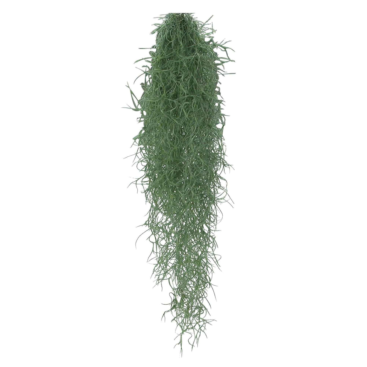 Bromélia Tillandsia usneoides  - Plante suspendue - Tillandsia usneoides - Bakker