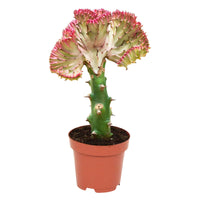 Euphorbe Euphorbia Cristata - 1x hauteur de livraison 30-35 cm, pot de Diamètre 10,5 cm - Cactus - undefined