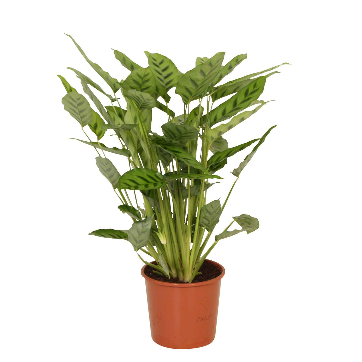 Calathea leopardina - Calathea leopardina - Calathea