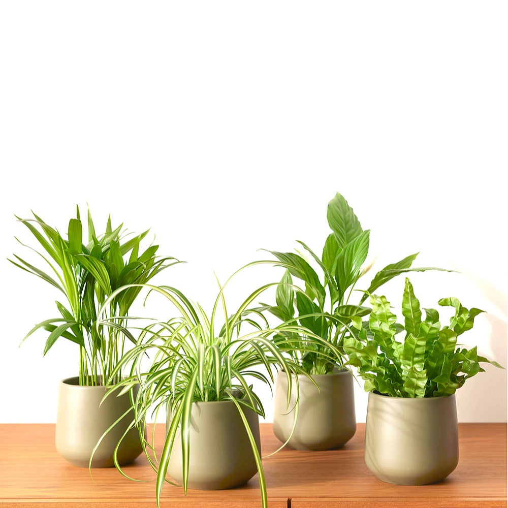 Collection de 4 plantes dépolluantes - Areca dypsis, chlorophytum 'atlantic', asplenium, spathiphylum - Bakker